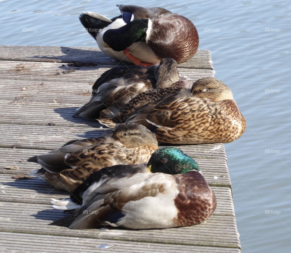 Ducks - Siesta -