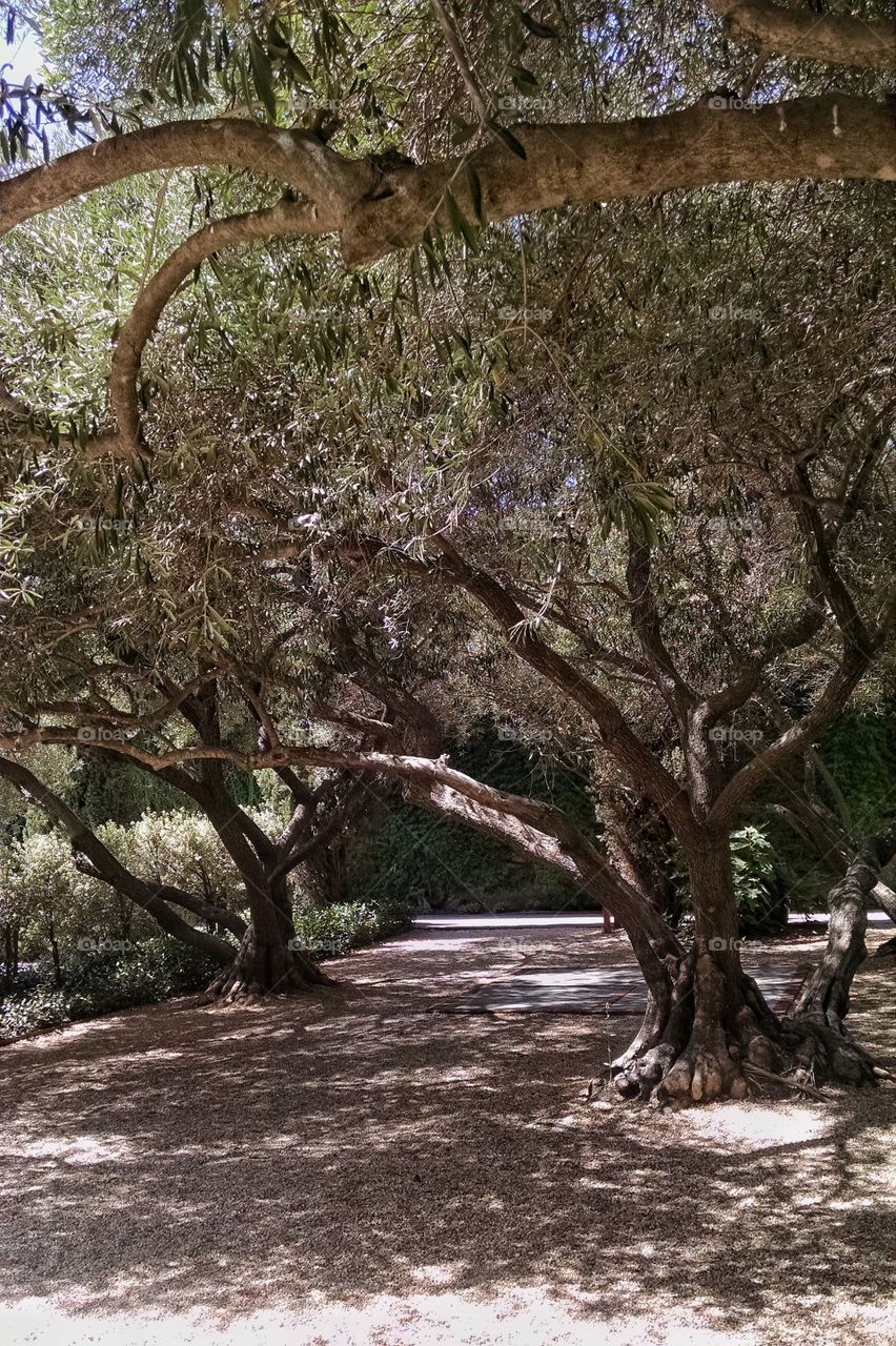 Resting in the shade