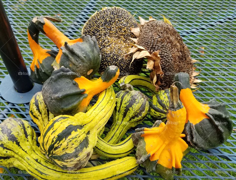 Pumpkin, Halloween, Fall, Thanksgiving, Pasture