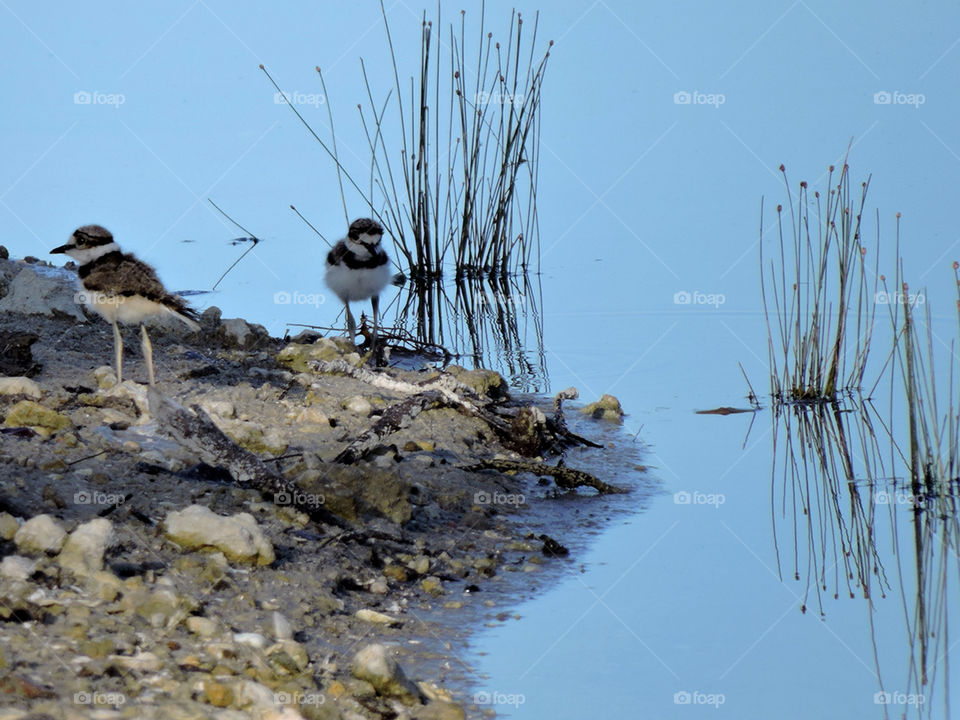 Baby Kildeers. Fuzzy baby Kildeer standing by lake