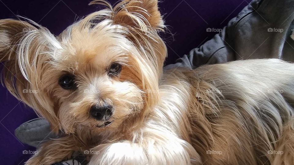 Mi precioso Yorkshire Terrier descansando