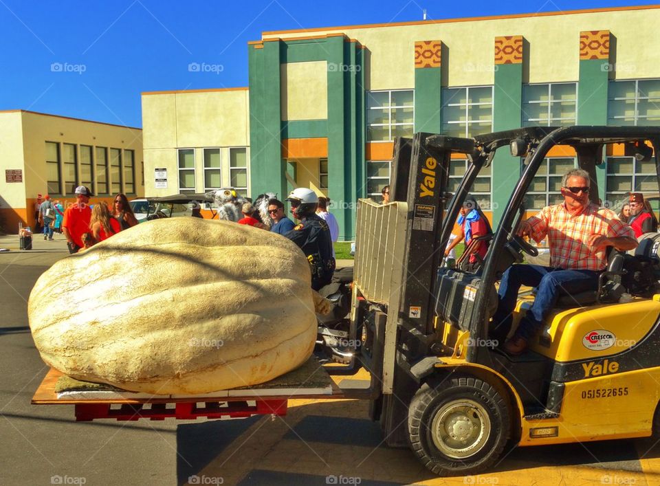 Giant Pumpkin. Record Breaking Giant Pumpkin
