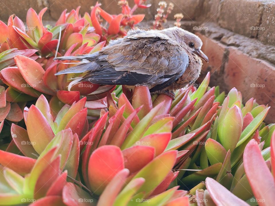 Baby Streptopelia bird in the rain