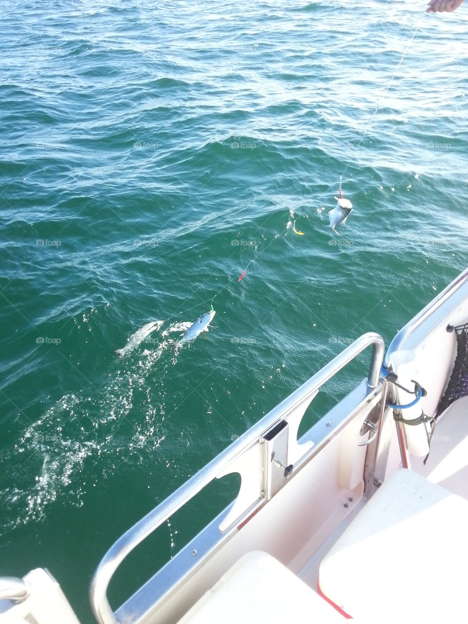 Trolling the Atlantic. Good run trolling for Spanish Mackerel and Bluefish.