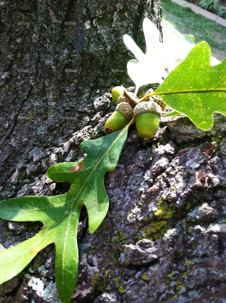 Leaf, Fall, Nature, Flora, No Person