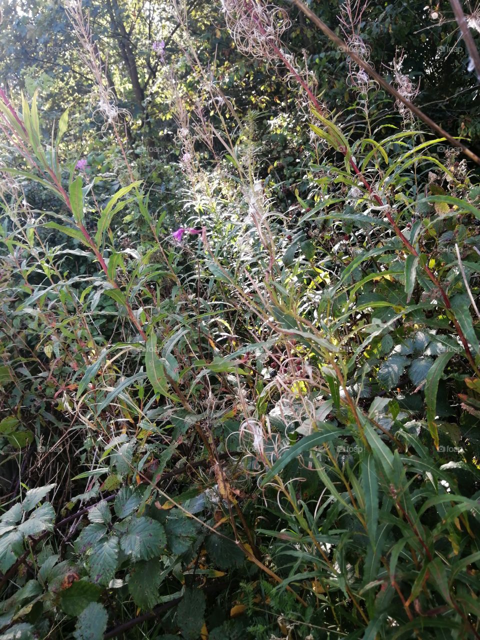Wild plants