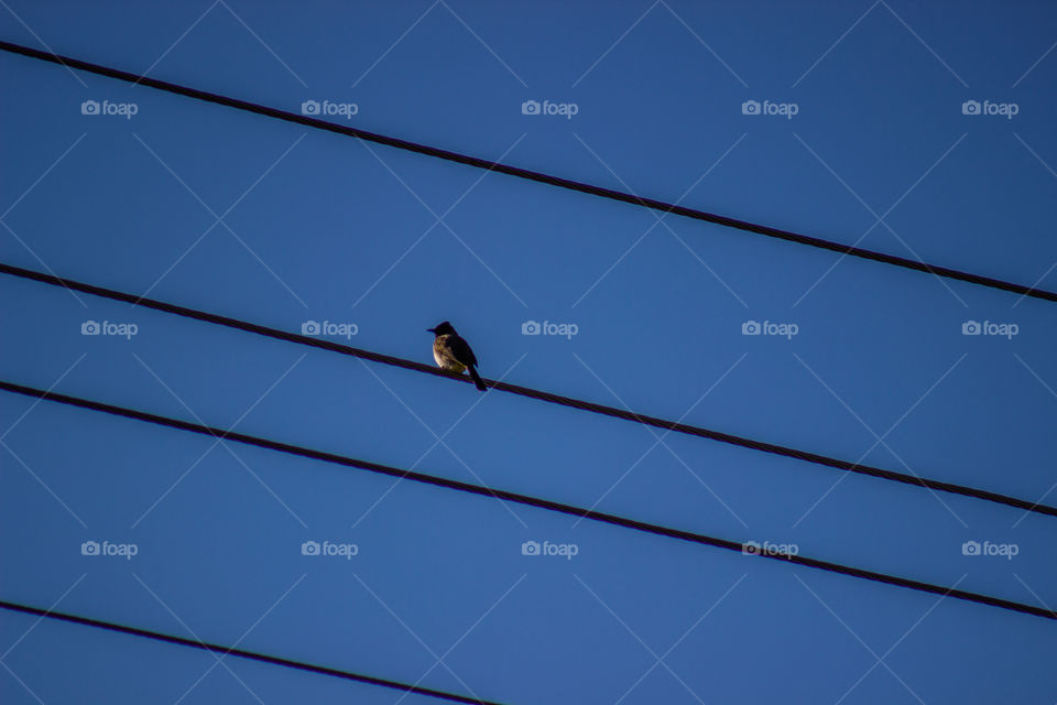power cables with small bird