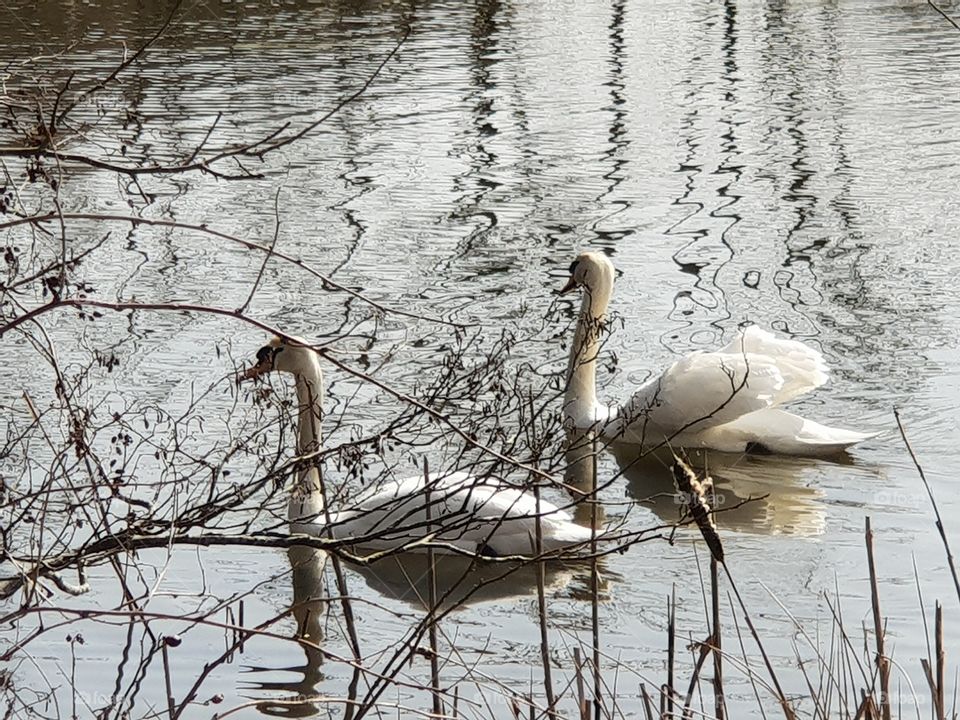 Two swans enjoying the sun