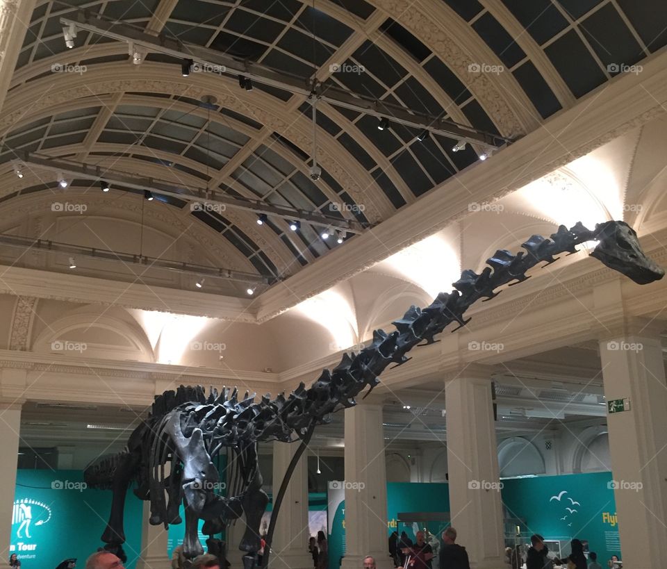 Dinosaur fossil exhibit at Birmingham Museum and art gallery. 