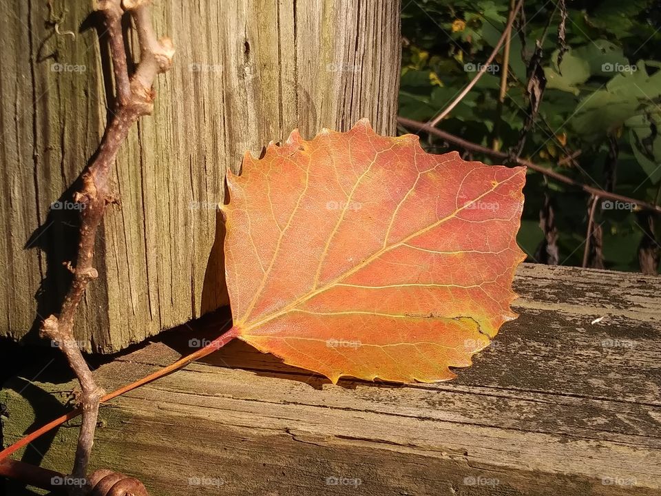 Autumn leaf on fence