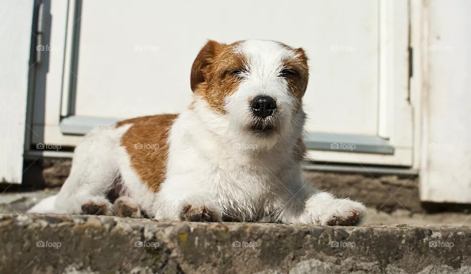 Watchdog