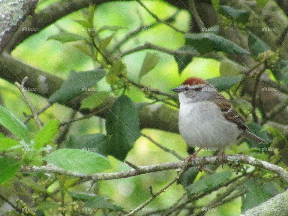 Chipping Sparrow