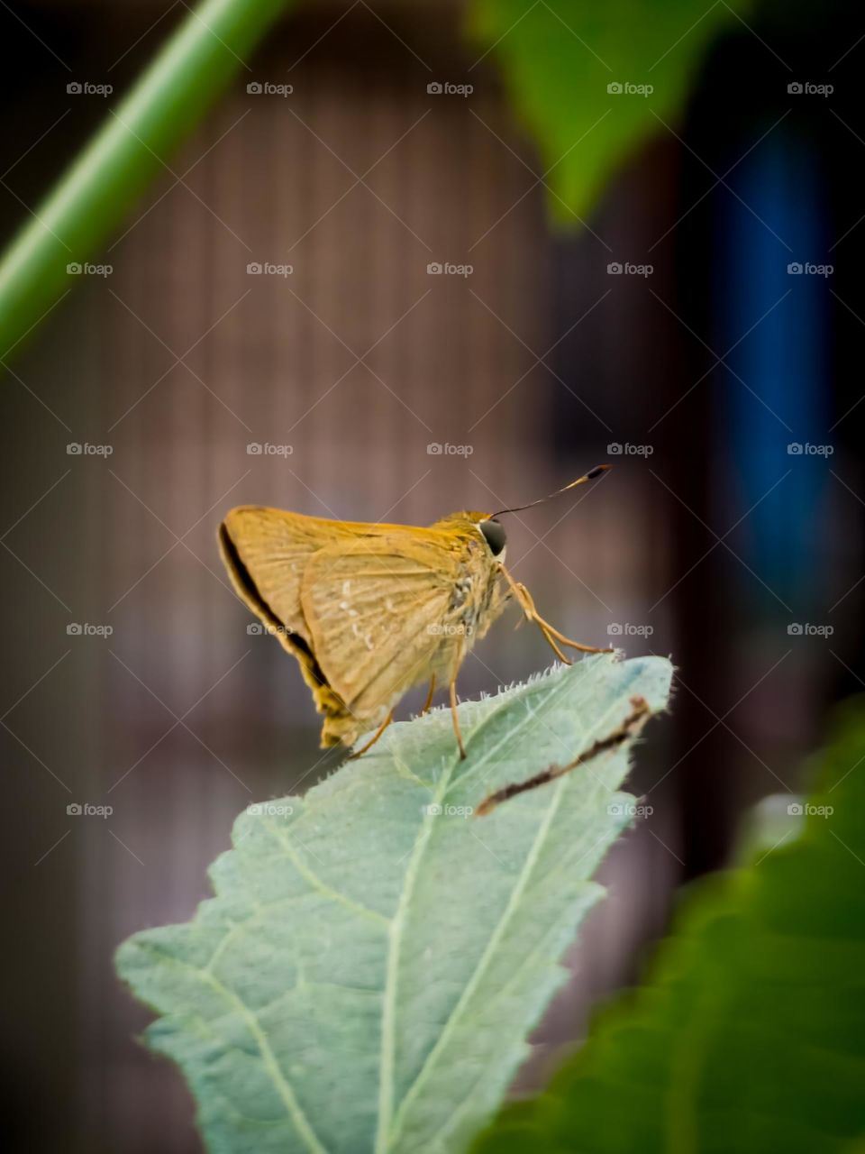 A sweet little butterfly resting on a leaf