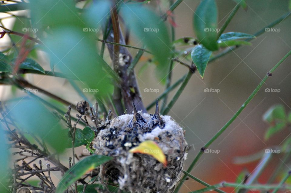 Hummingbird chicks