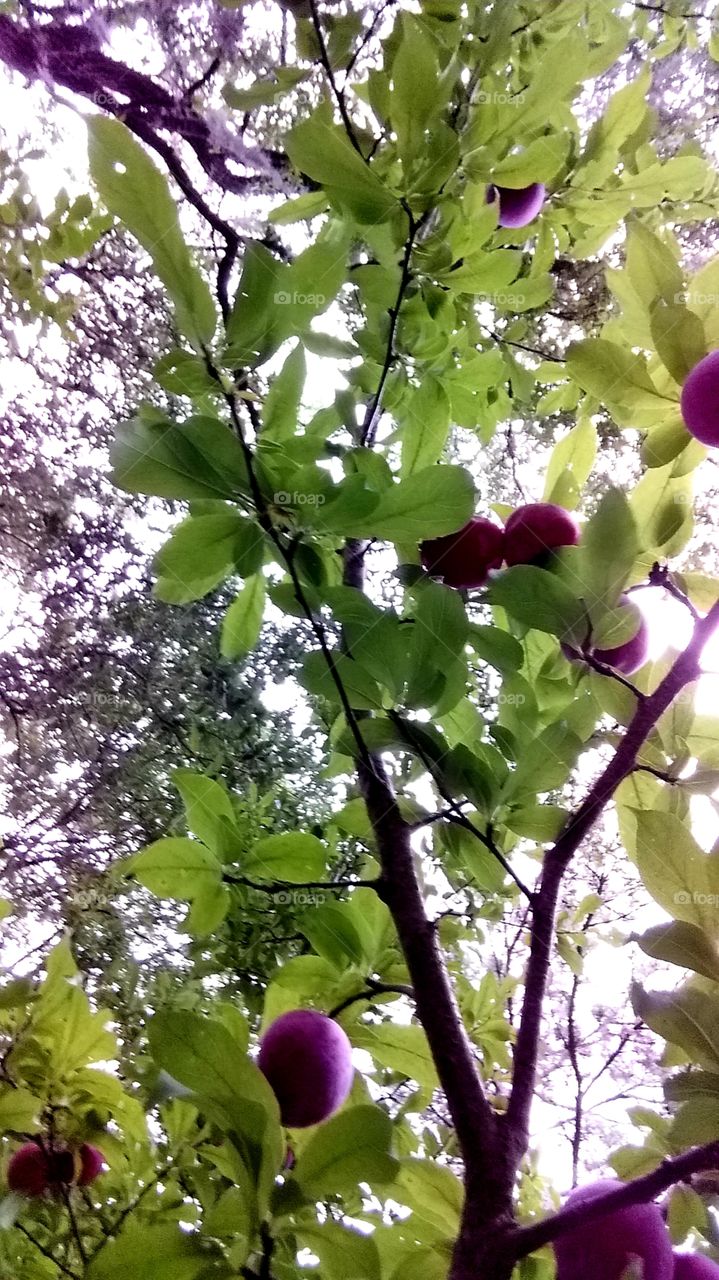 plums ripening on the tree