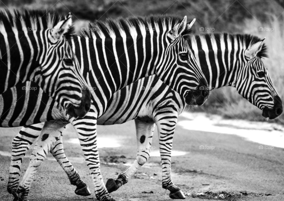 Zebra alignment 