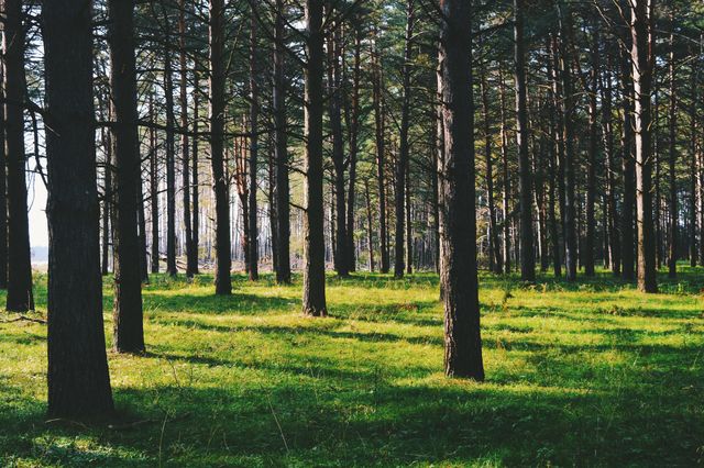 Summer forest