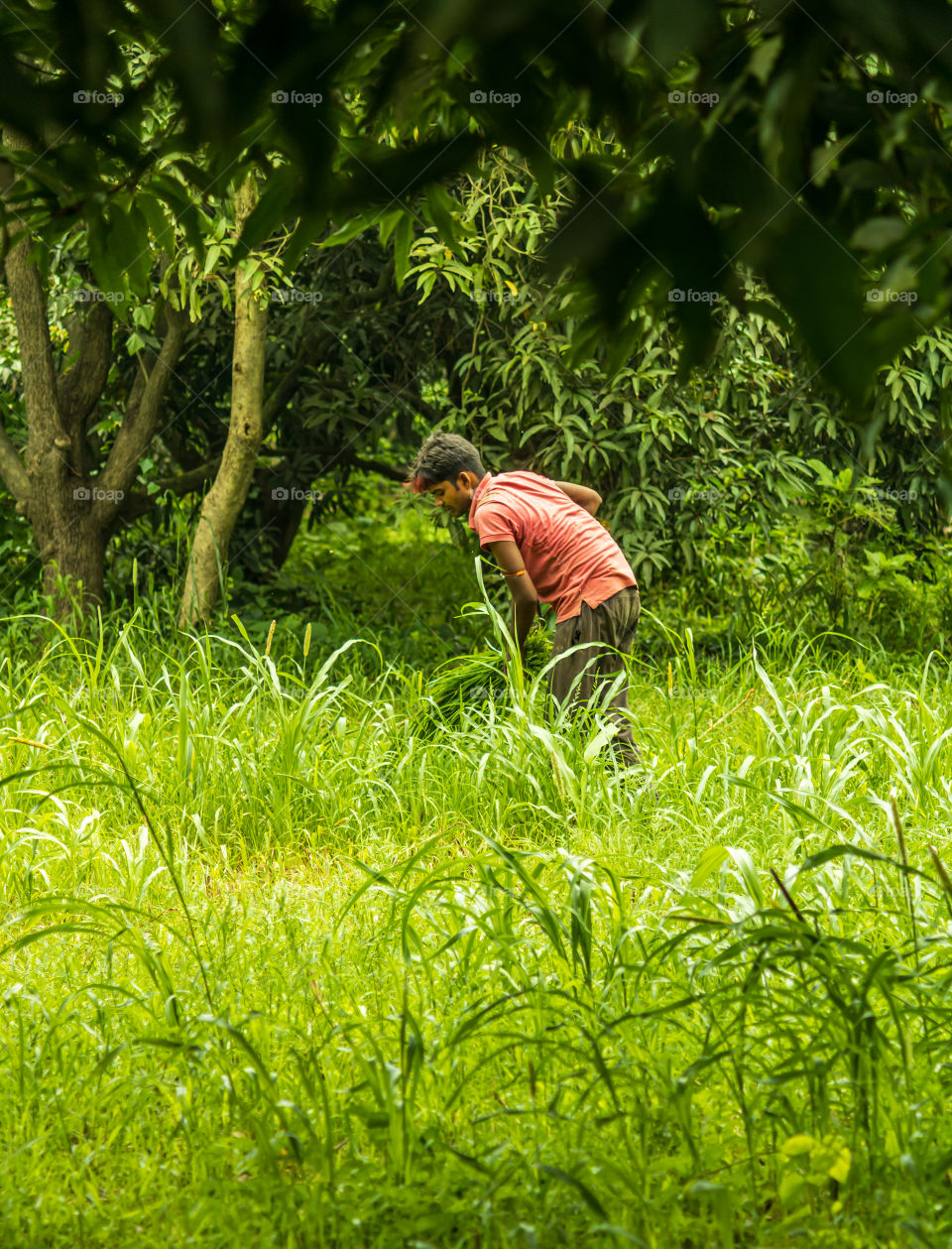 Farmer ripping off the unwanted grasses for the yeild of crops