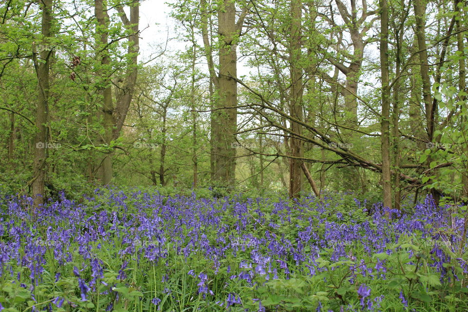 Bluebells in full bloom