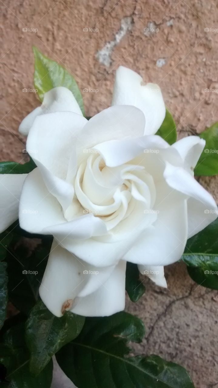 Flower gardenia