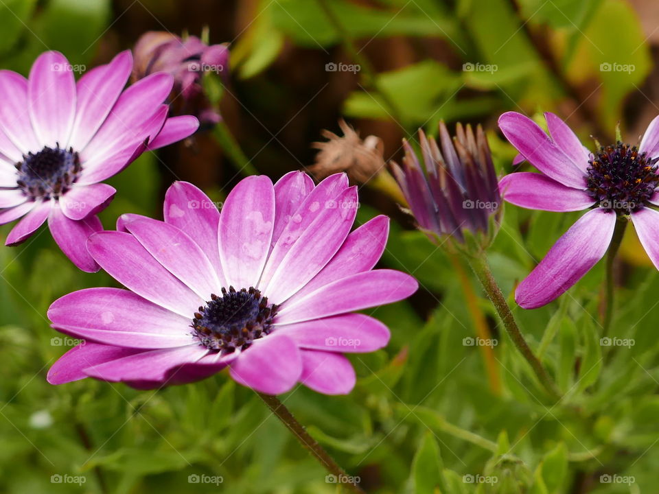 flores de jardin