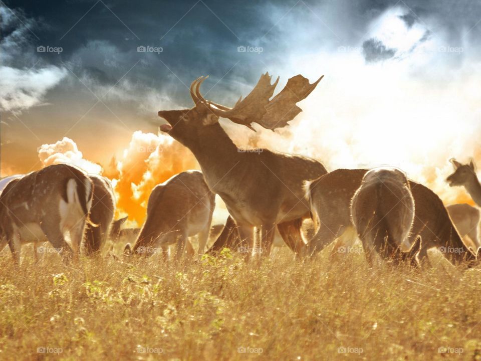 Deers standing in the sunset