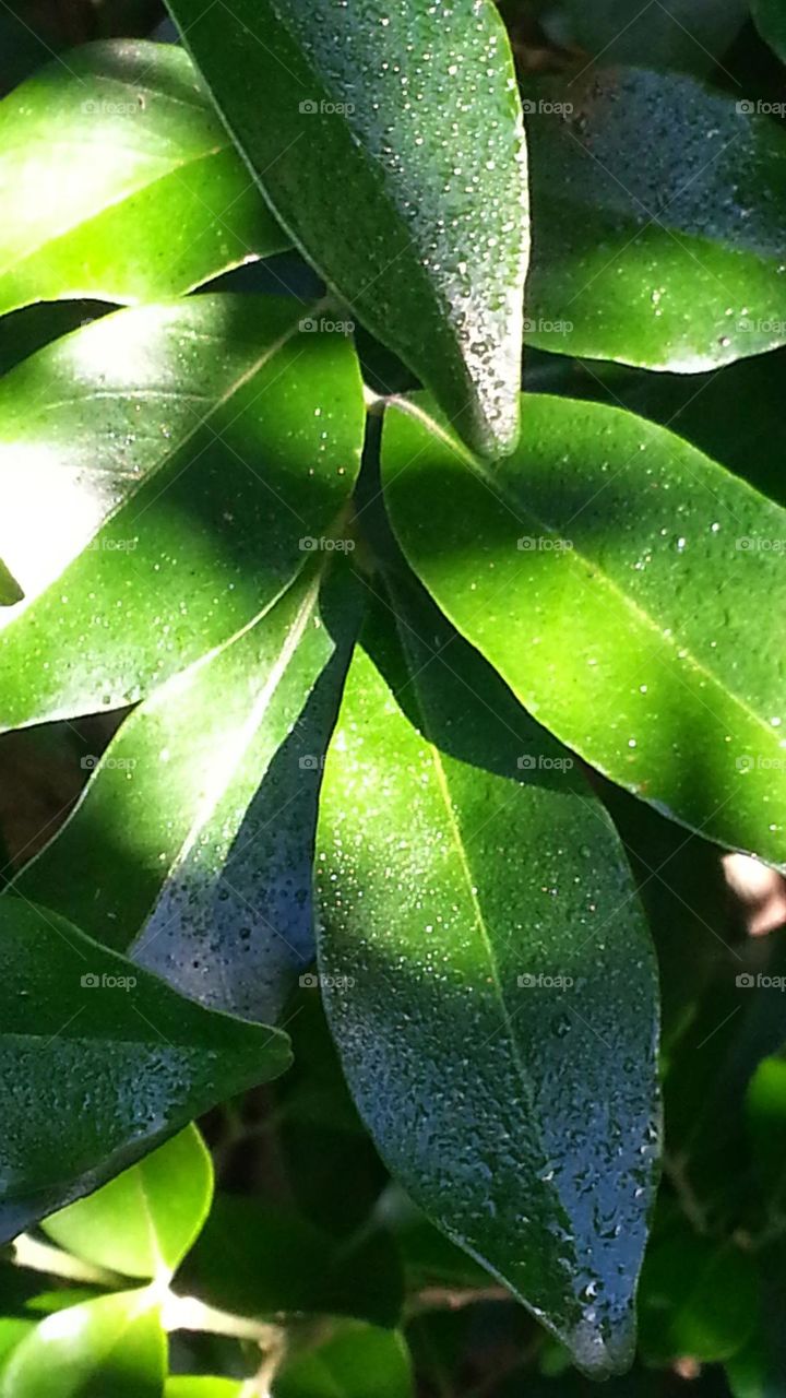 Green leaves