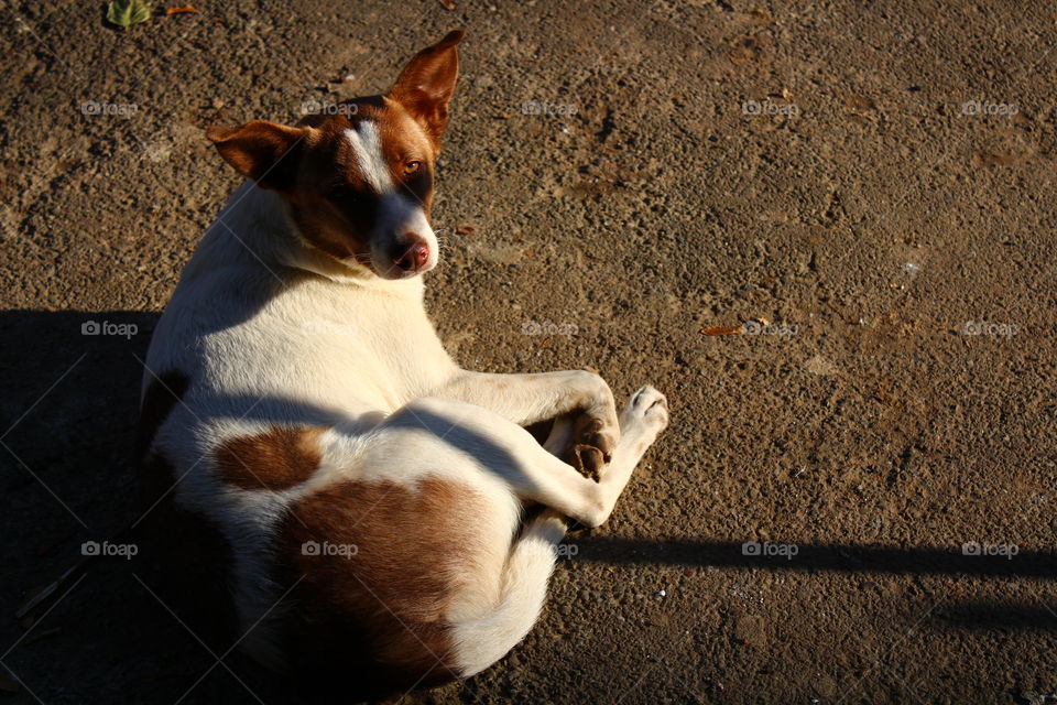 dog in the sun