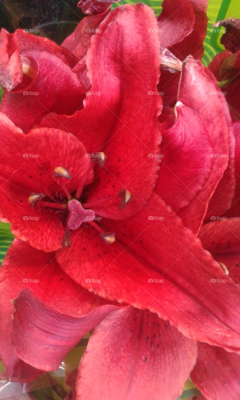 Fire Lily. Isn't it just spectacular?