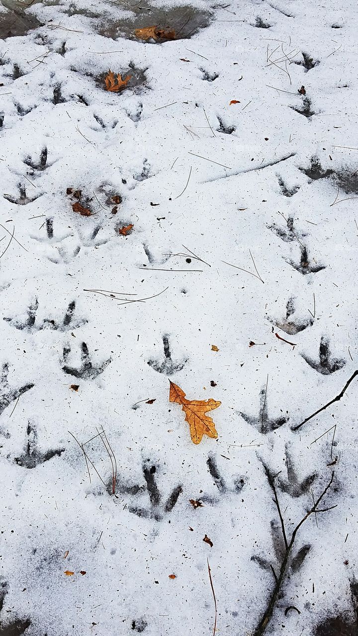 turkey tracks in the snow