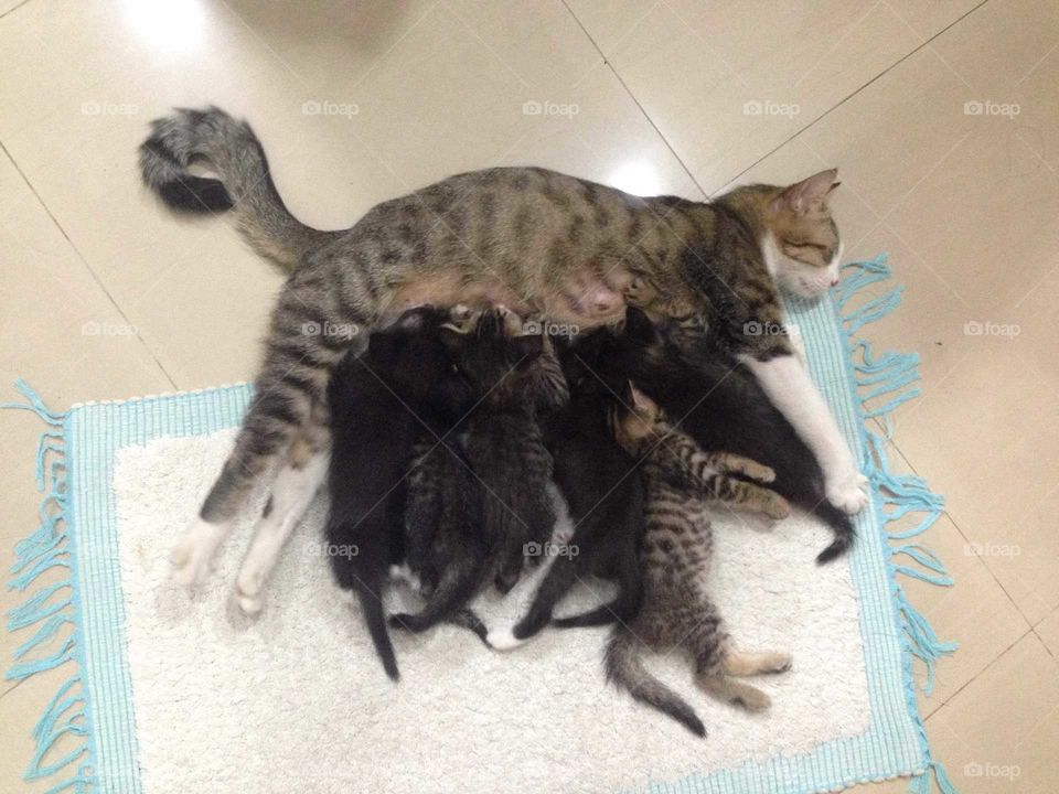 Lovely cat family