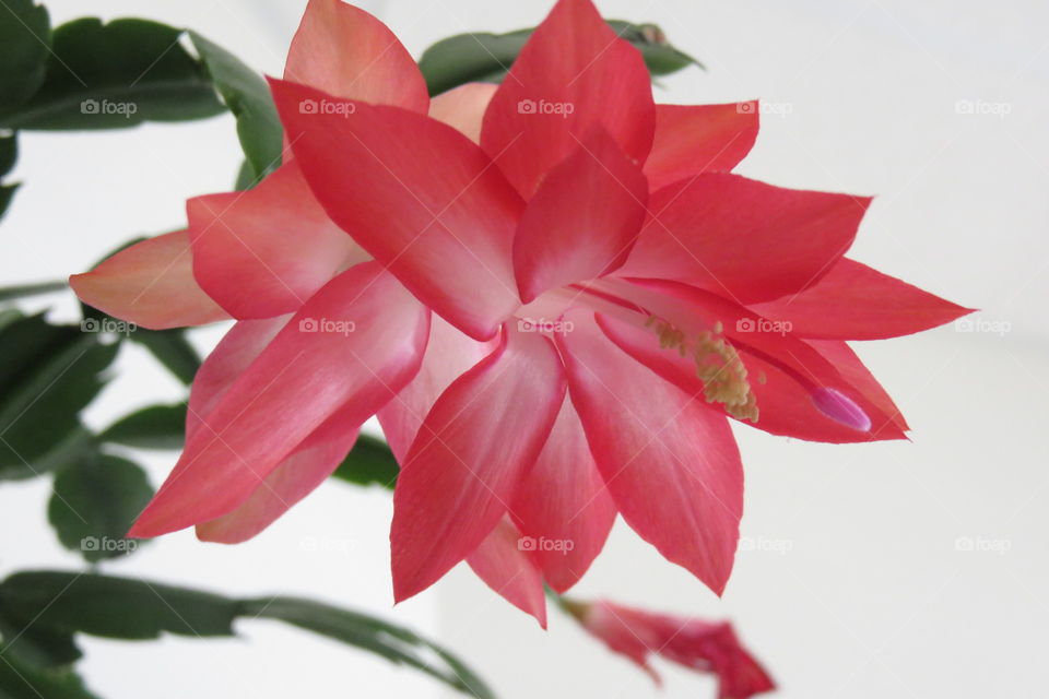 Christmas cactus