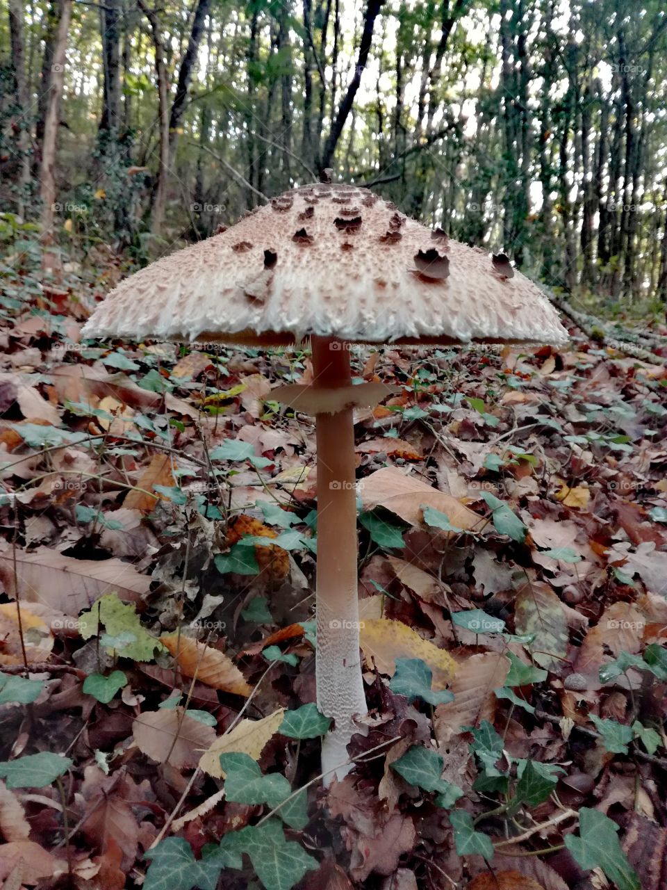 champignon, mushroom