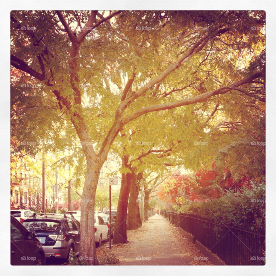 street autumn branches sunshine by michaella