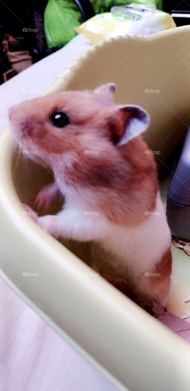 Jeemi the Hamster 🐹