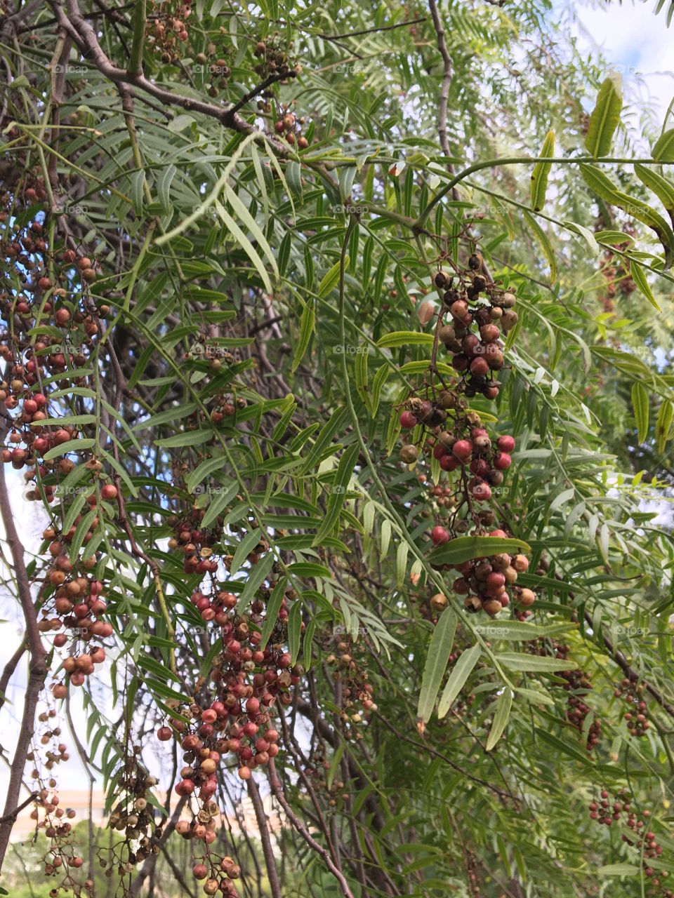 Spicy fruits on tree