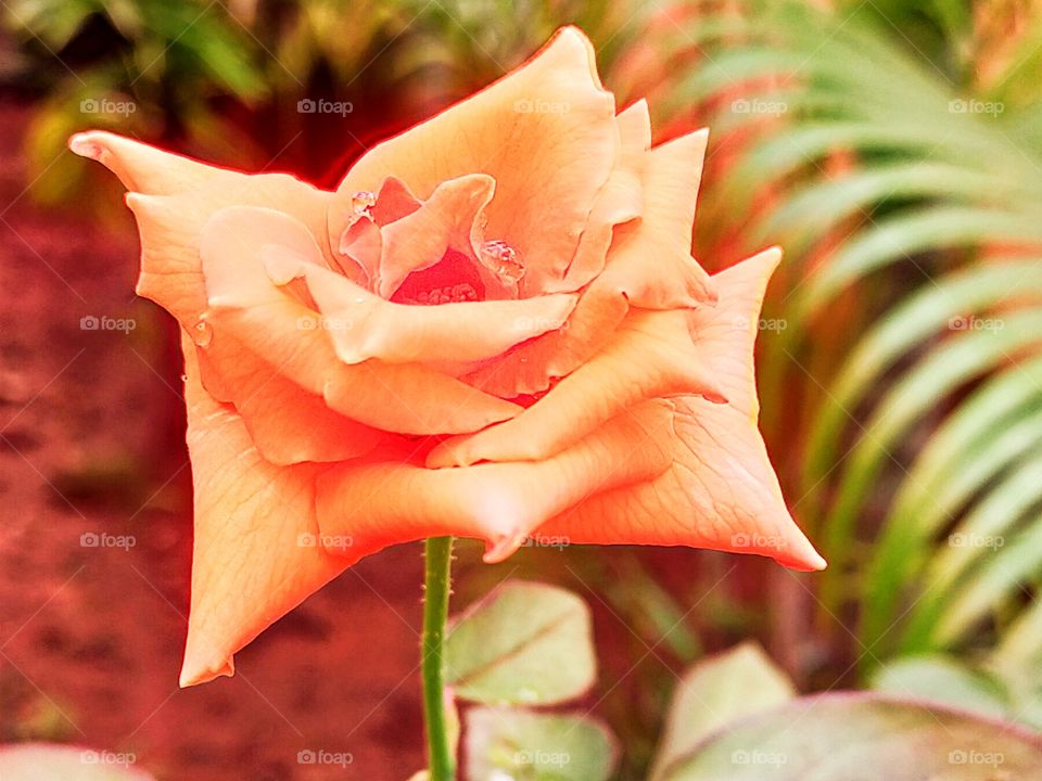 Orange color Rose is giving awesome appearance