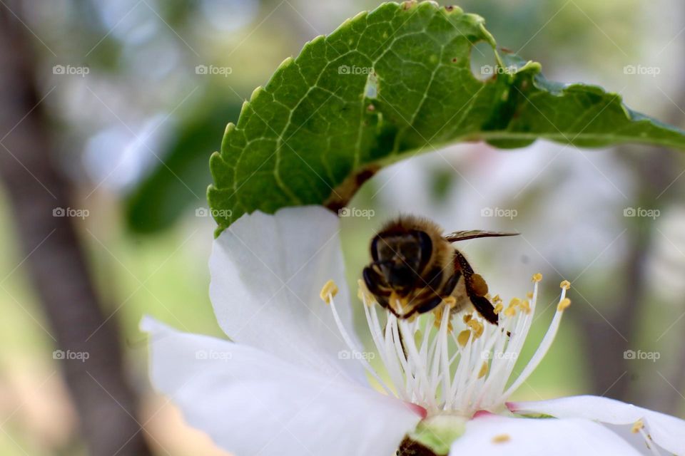 A bee on almond flower stamens with green leaf above