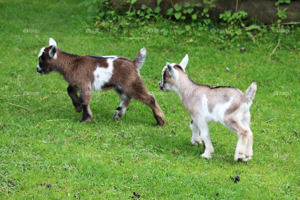 Two goat kids in green grass