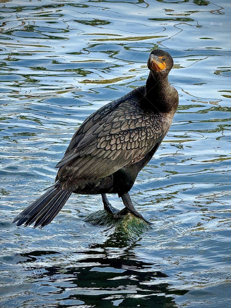 Double-crested Cormorant Stare