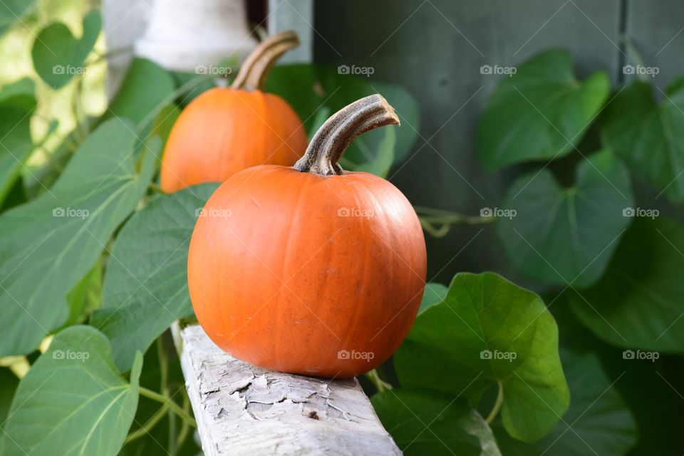 Small pumpkins sitting on the weathered porch railing. 