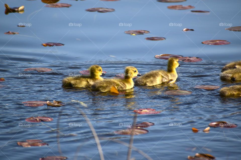 Baby geese making ripples through the lily pads