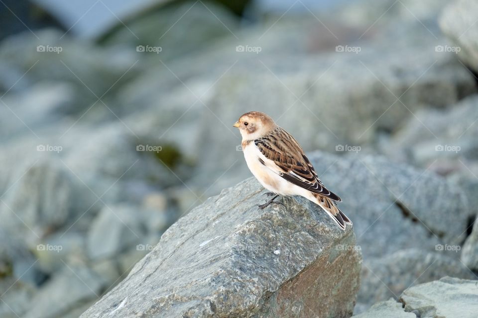  Bird on a rock