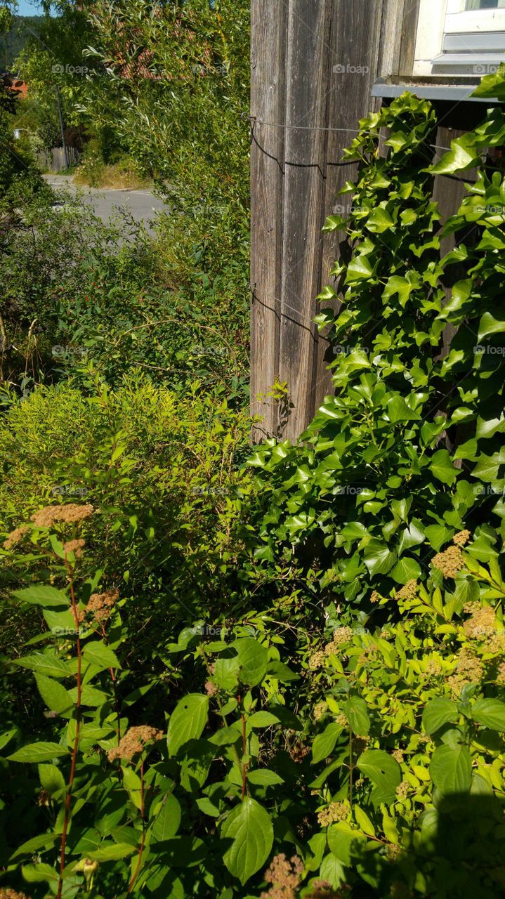 Ein Holzhaus, bewachsen mit Efeu