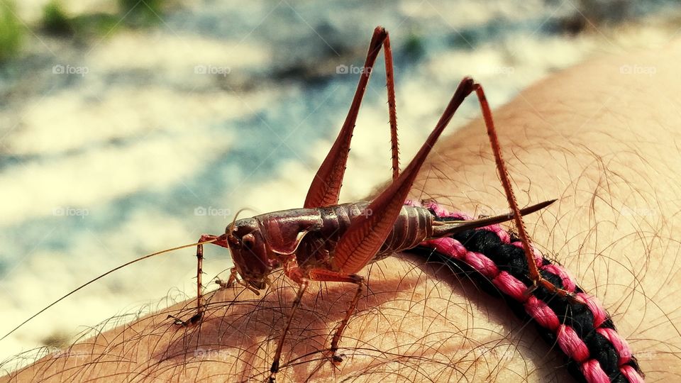 Grasshopper Close-up