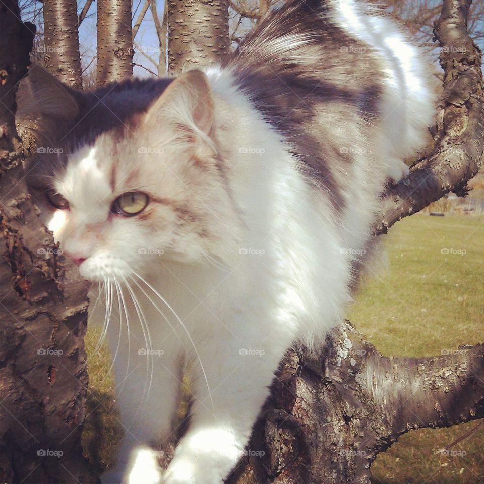 Love. My cat Chagall and his favorite tree