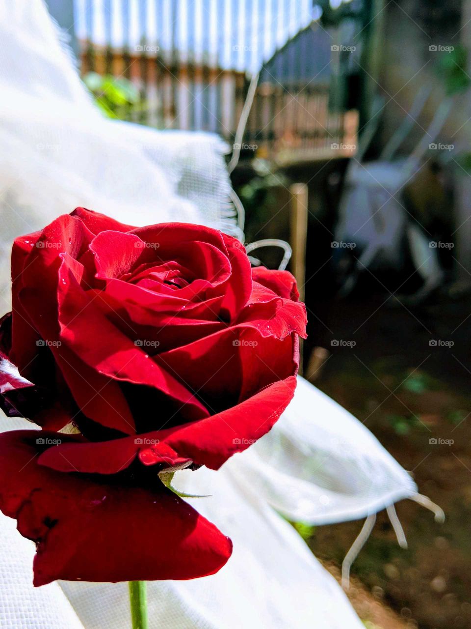 As pequenas coisas assim como essa rosa nos mostram como a vida é bela e nos leva a refletir na simplicidade e elegância ao mesmo tempo!!