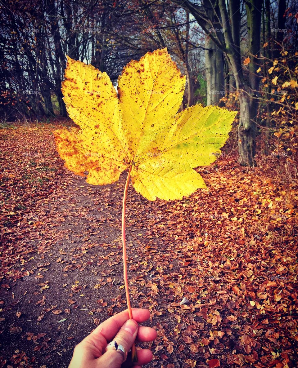 Person holding autumn leaf