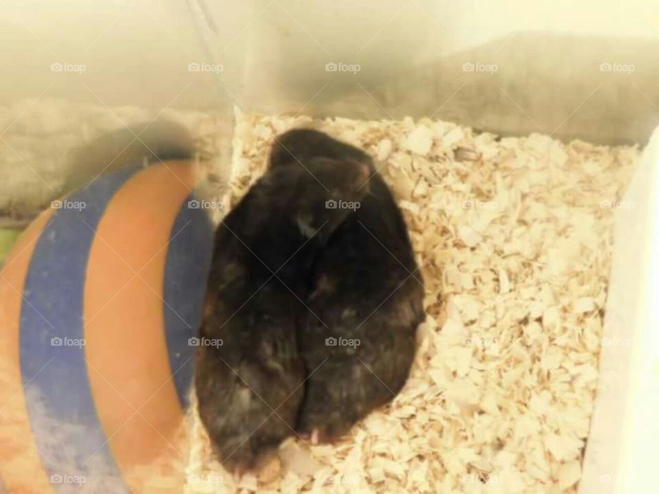Hamsters sleeping together