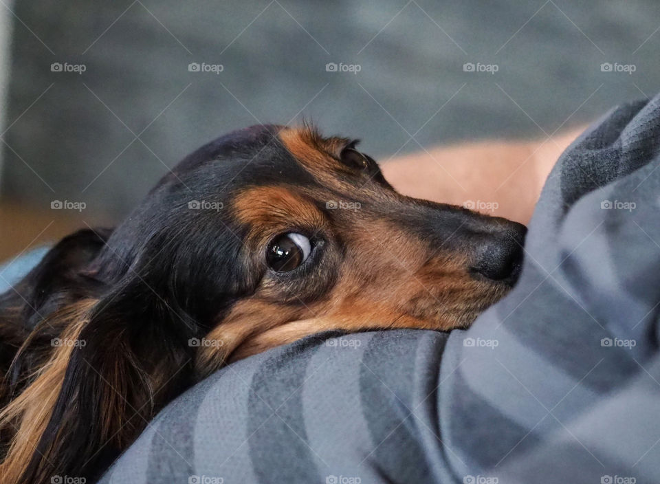 Dog resting on lap